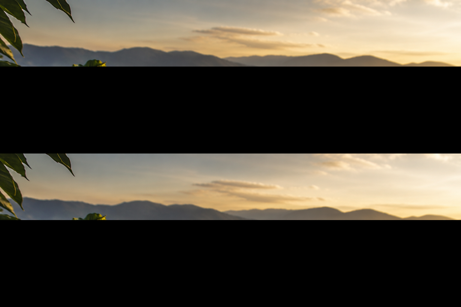 Mountain coffee fields with ripe cherries at sunrise